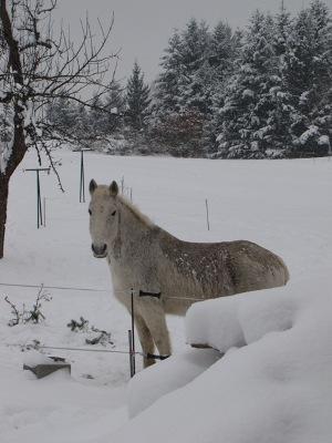 Gite De Charme Auvergne Cab'Ane Brousse Exteriör bild