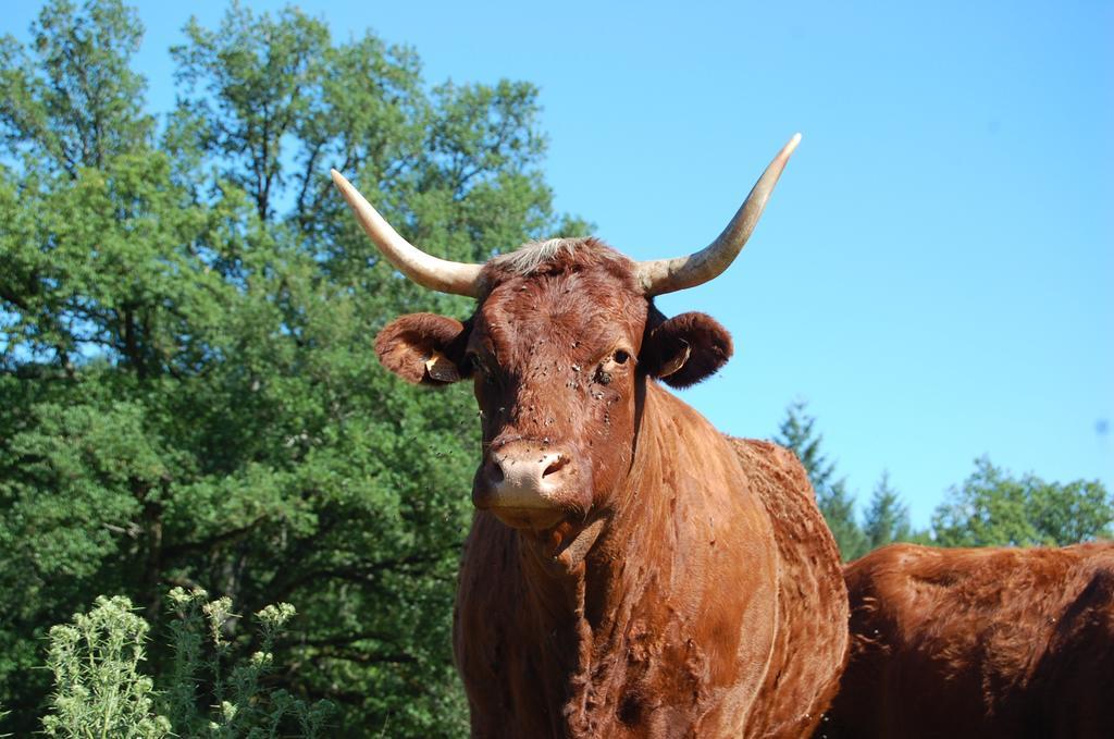 Gite De Charme Auvergne Cab'Ane Brousse Exteriör bild